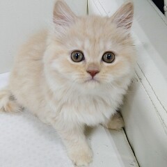 �u���e�B�b�V�������O�w�A�[