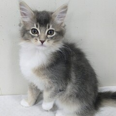 ���C���N�[��