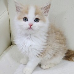 �T�C�x���A��