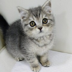 �u���e�B�b�V���V���[�g�w�A