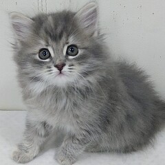 �T�C�x���A��