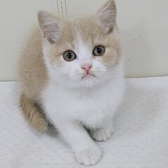 �u���e�B�b�V���V���[�g�w�A