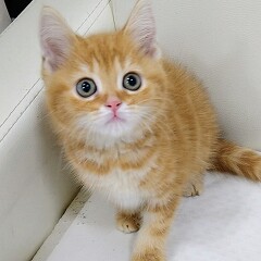 �X�R�e�B�b�V���t�H�[���h