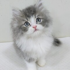 �~�k�G�b�g