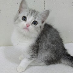 �X�R�e�B�b�V���t�H�[���h