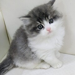 �X�R�e�B�b�V���t�H�[���h�����O�w�A�[