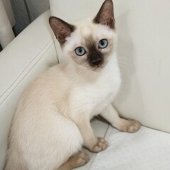 �g���L�j�[�Y