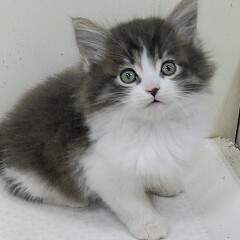 �T�C�x���A��