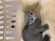 ���V�A���u���[