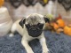 pO