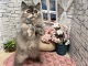 ���K�}�t�B��