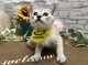 �V���K�v�[��