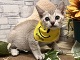 �V���K�v�[��