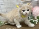 �}���`�J�������O�w�A�[�i�����j