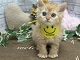 �Z���J�[�N���b�N�X�����O�w�A