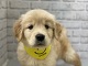 �S�[���f���E���g���o�[