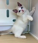 ���O�h�[��
