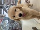 �S�[���f���E���g���o�[