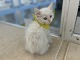 �T�C�x���A��