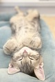 �A�����J���V���[�g�w�A