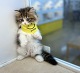 �X�R�e�B�b�V���X�g���[�g�����O�w�A�[