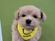 �~�b�N�X�}���`�[�Y�~�g�C�v�[�h��