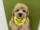 �~�b�N�X�}���`�[�Y�~�g�C�v�[�h��