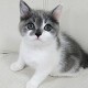 �X�R�e�B�b�V���t�H�[���h